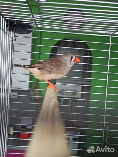 Птенцы зебровой амадины