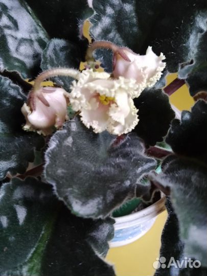 Фиалка молодая