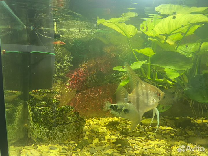 Аквариум с рыбками