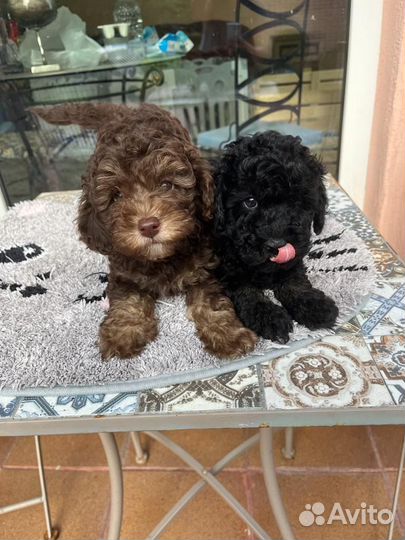 Той-пудель мальчишки