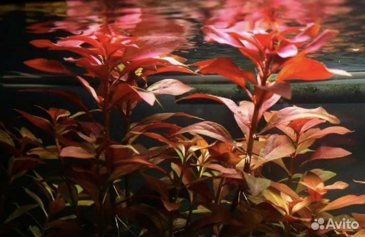 Людвигия рубин