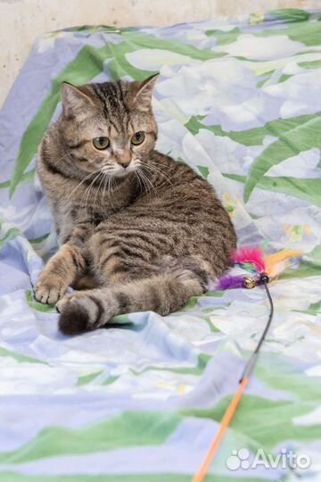 Кошки в добрые руки бесплатно