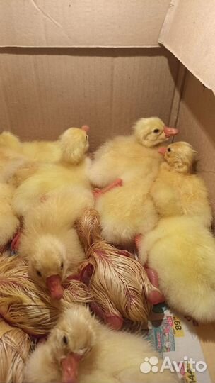 Гусята суточные