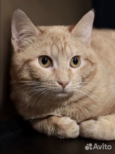 У Альфа почти нет время