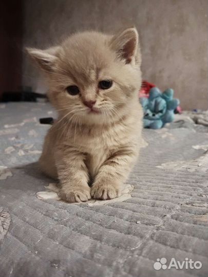 Британская кошка