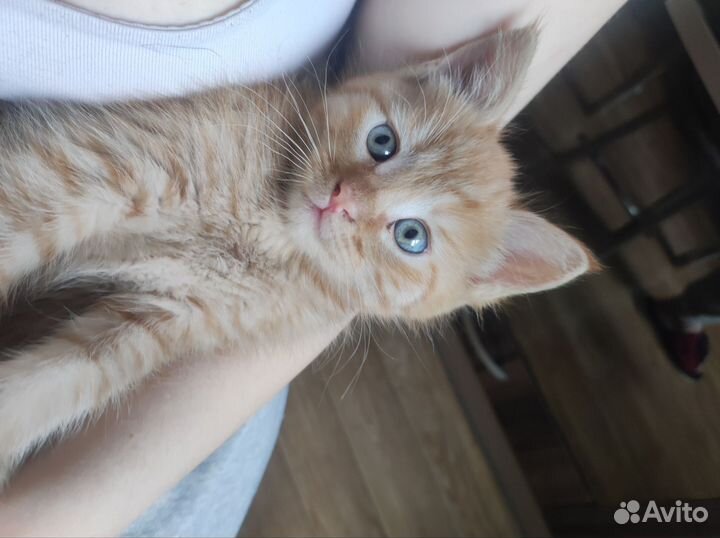 Котёнок мейн-кун