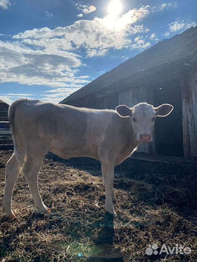 Животный теленок