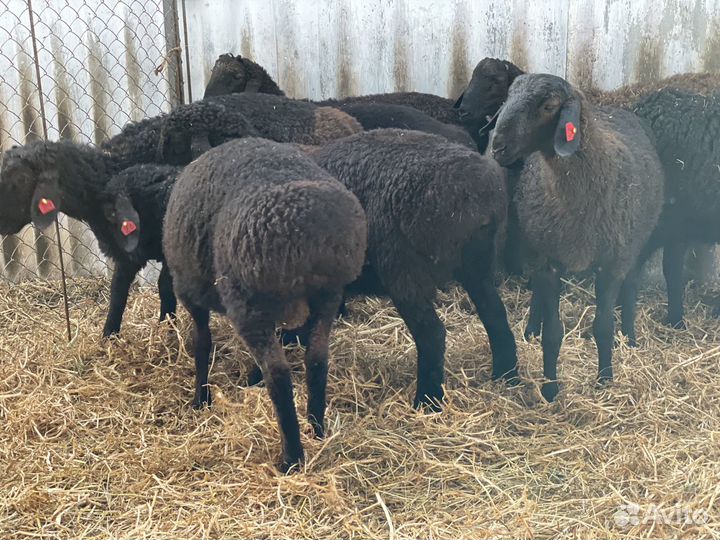 Баранчики Гиссарской породы