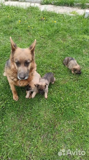 Собаки бесплатно в добрые руки