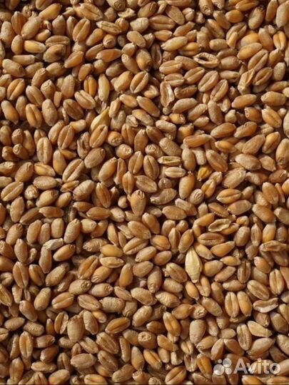 Ячмень пшеница