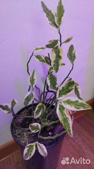 Педилантус