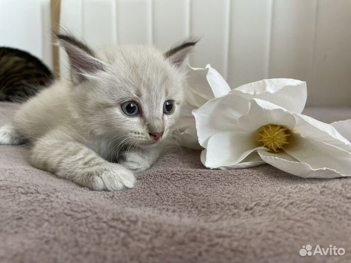 Котята бесплатно
