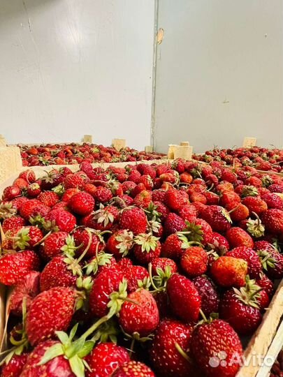 Продажа экоклубники из Киргизии