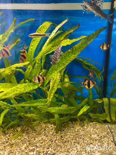 Аквариум с тумбой 150 литров