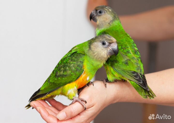 Сенегальский попугай птенцы выкормыши