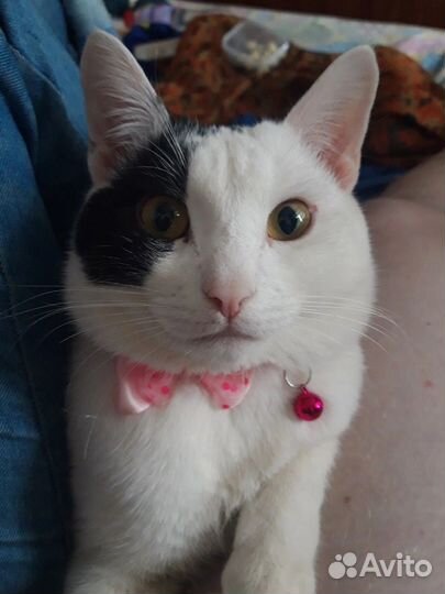 Отдам кота в добрые руки