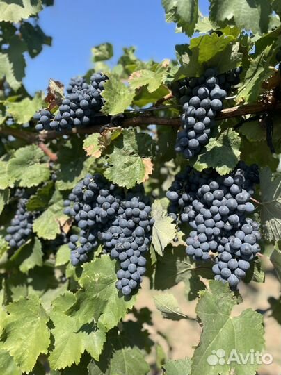 Виноград