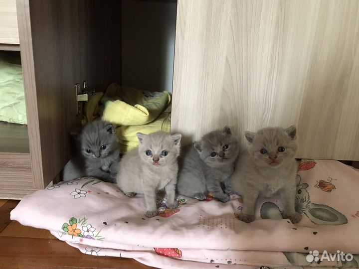 Британские котята