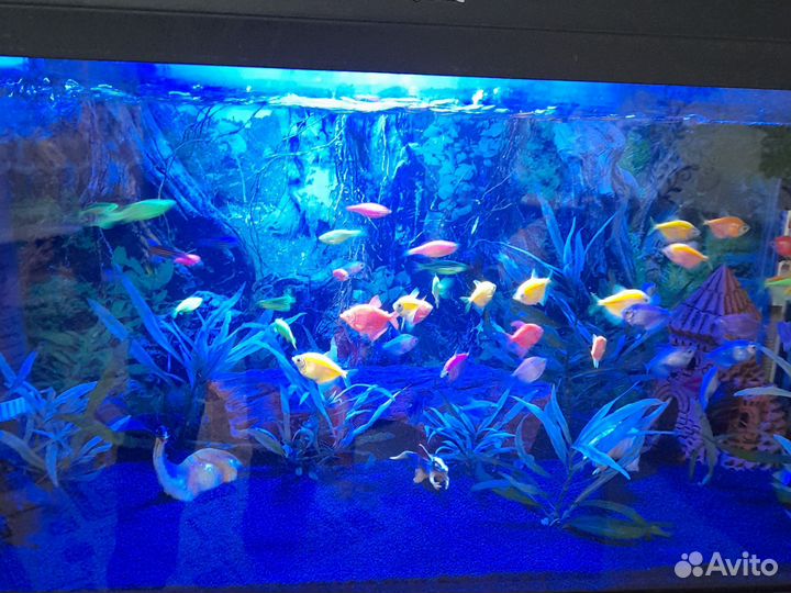 Аквариум