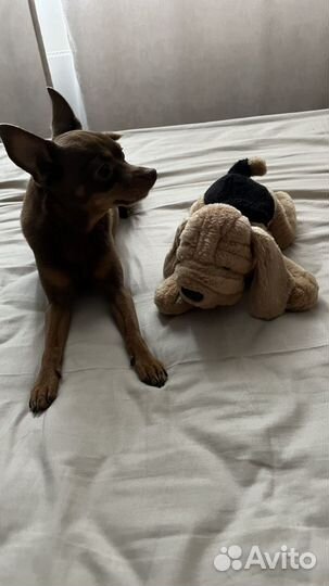 Мягкие игрушки разные, листайте ленту