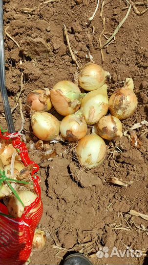 Лук репчатый