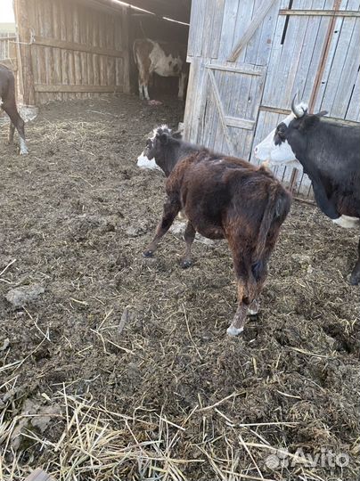 Телочки 1 год