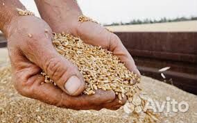 Продам зерно,овес