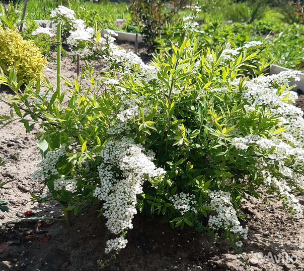 Спирея белая