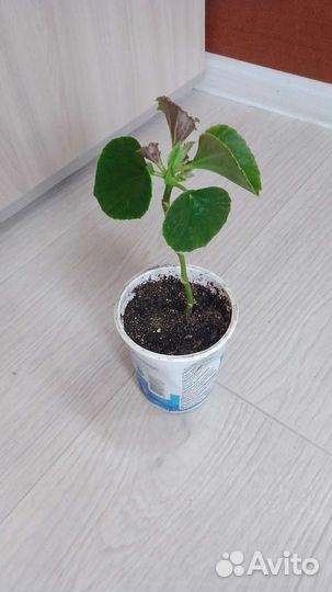 Бегония, королевская пеларгония