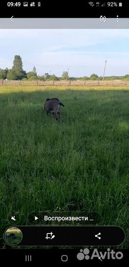 Овцы бараны