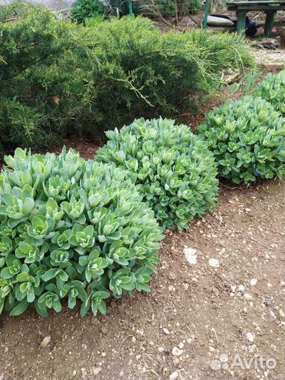 Многолетние растения для сада