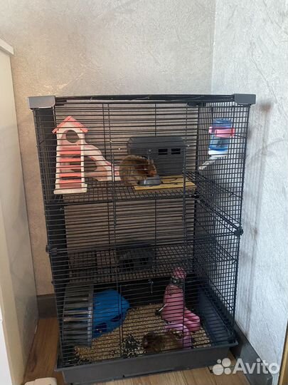 Отдам хомяков с клеткой
