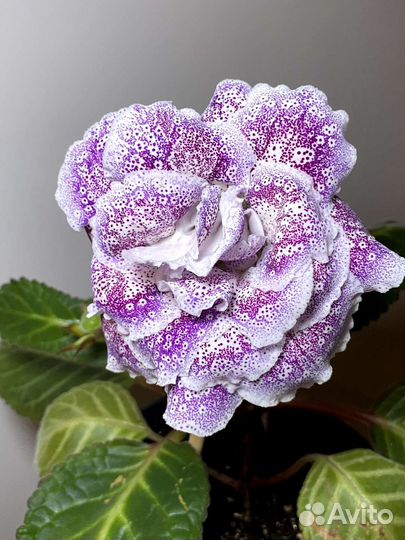 Глоксиния махровая