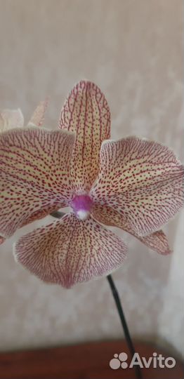Орхидея фаленопсис калейдоскоп
