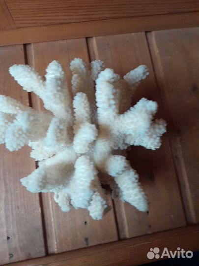 Натуральный коралл
