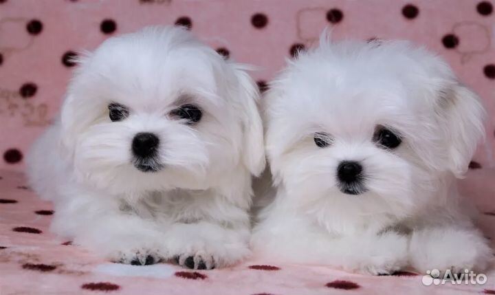 Мальтийская болонка.Щенки Мальтезе. РКФ