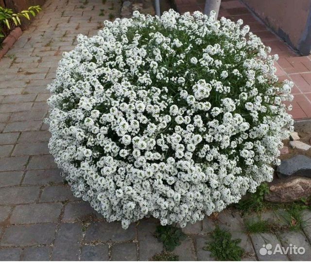 Алиссум вегетативный, вербена гибридная