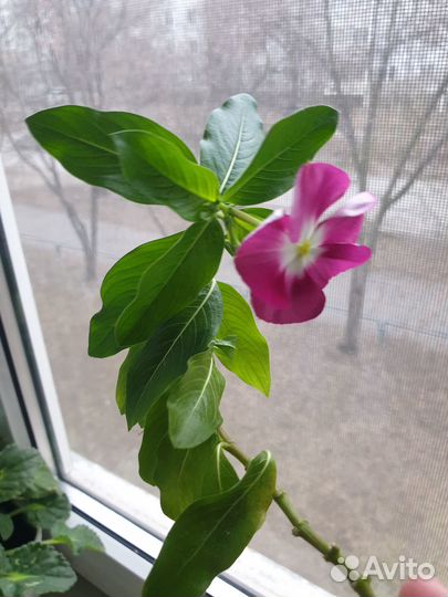 Комнатные цветы