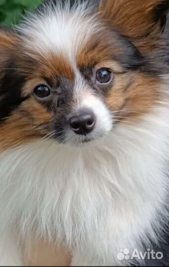 Очаровательный щенок папийона