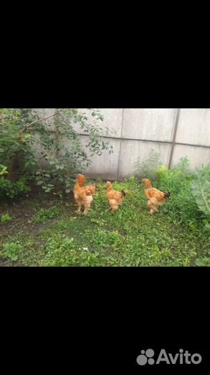 Петухи брама чистокровные 4месяца