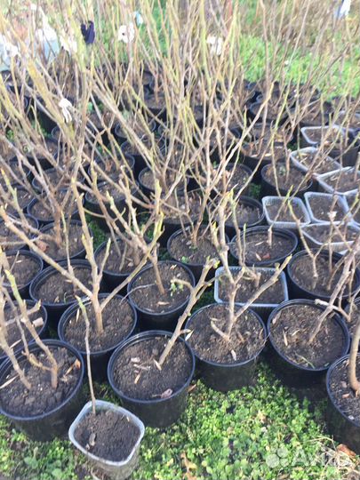 Саженцы и черенки инжира гибрид кадоты