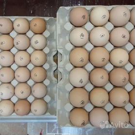 Инкубационное яйцо птицы