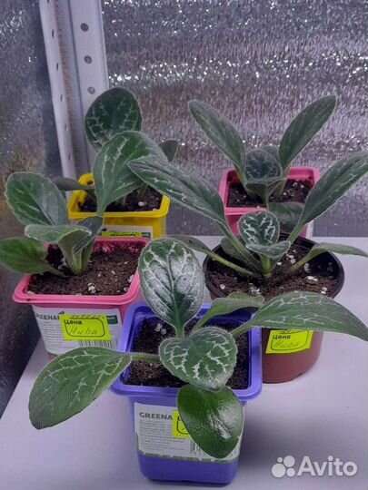 Хирита примулина