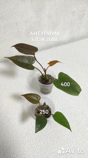 Женское счастье