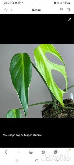 Монстера бурле маркс флейм