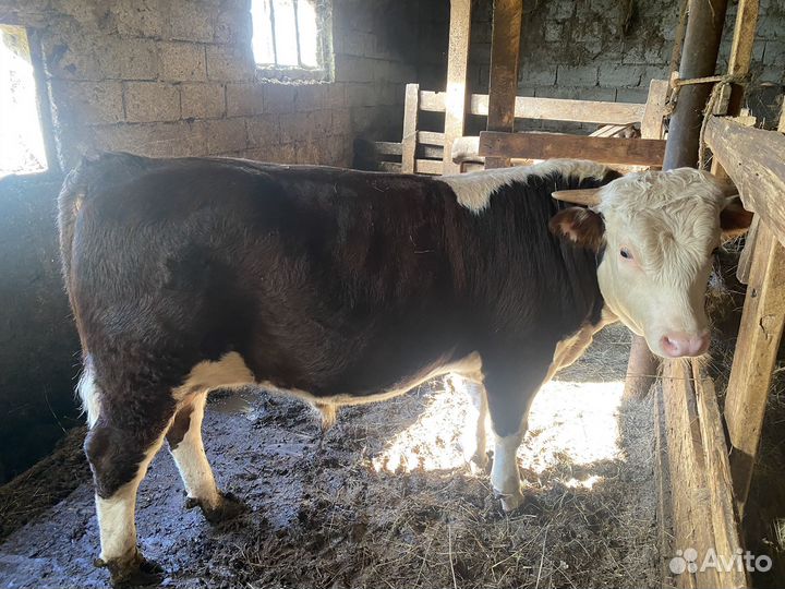 Герефорд телята