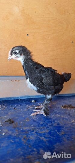 Инкубационное цветное яйцо и цыплята маран