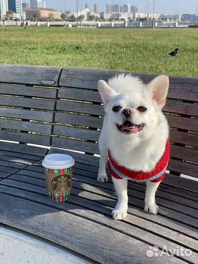 Вязка кобель чихуахуа