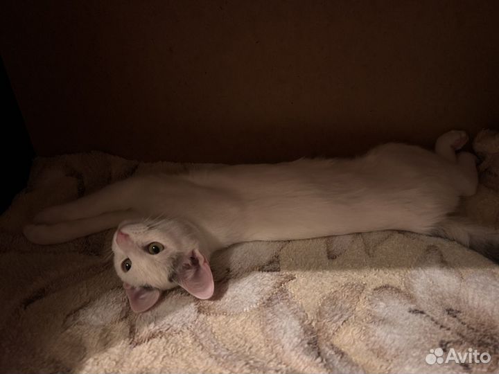 Найденные коты