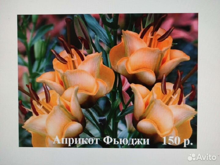 Цветы лилии, луковицы